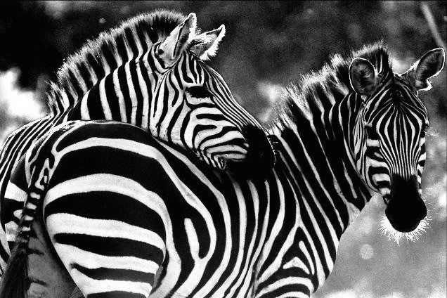 DE269 Wall décor art photographic on canvas wildlife zebras